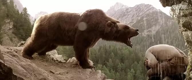 1988法國高分劇情《熊的故事/子熊傳說》.國英雙語.中英雙字