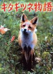 電影 狐貍的故事/北狐物語(1978) 日本經典感人紀錄片 DVD收藏版